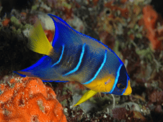 Holacanthus ciliaris giovanile 5-7 cm