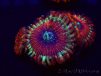 WYSIWYG - Zoanthus Happy People Eater 30B3