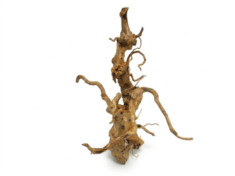 Vigne RARE rouge L 30-50cm