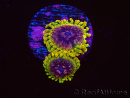 WYSIWYG - JF Zoanthus Acid Reflux 40A9