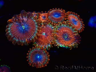 WYSIWYG - Zoanthus Happy People Eater 40G1