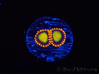 WYSIWYG - Zoanthus Orange Mandarin 40J10