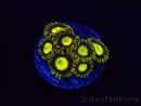 WYSIWYG - Zoanthus King Midas 40R10