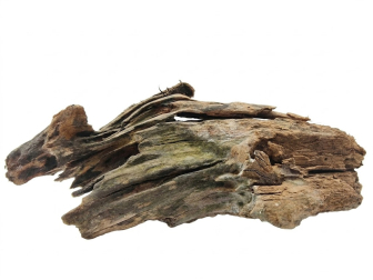 MALAYSIA ROOT SMALL 15-25CM