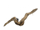 ROOT MOPAVIGNE M 30-55CM