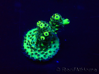 WYSIWYG Acropora millepora Mariculture acclimated LED