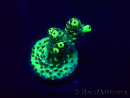 WYSIWYG Acropora 15K6 Mariculture acclimaté led