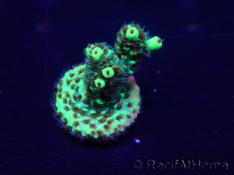 WYSIWYG Acropora millepora Mariculture acclimated LED