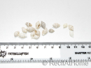 10 Mini-Nassaschneckenhäuser für Einsiedlerkrebse