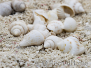 10 mini conchiglie bianche Nassa per paguro
