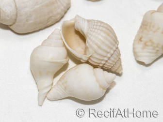 10 mini Conchas Nassa Blancas para Cangrejo Ermitaño