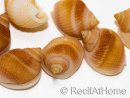 10 Mini Conchiglie Nassa Rosa per Paguro
