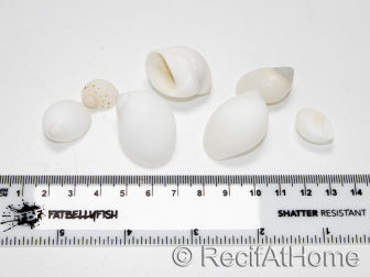 10 White Shells for the Hermit Crab