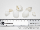 10 White Shells for the Hermit Crab