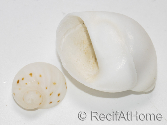 10 White Shells for the Hermit Crab