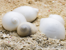 10 White Shells for the Hermit Crab