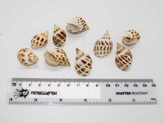 5 Babylonia Shells for Hermit Crab