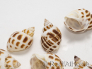 5 Babylonia Shells for Hermit Crab