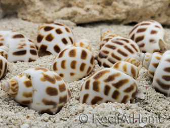 5 Babylonia Shells for Hermit Crab