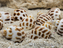5 Babylonia Shells for Hermit Crab