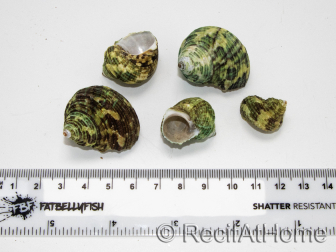 5 Turbo Shells for the Hermit Crab