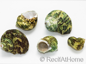 5 Turbo Shells for the Hermit Crab