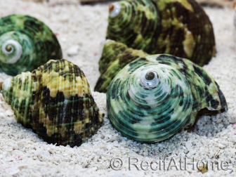 5 Coquilles Turbo pour Bernard l'hermite 
