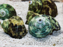 5 Turbo Shells for the Hermit Crab