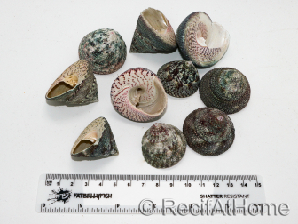 5 Trochus lineatus shells for the hermit crab