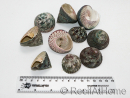 5 Trochus lineatus shells for the hermit crab