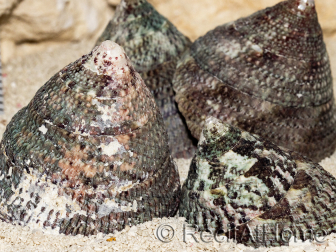 5 Trochus lineatus shells for the hermit crab