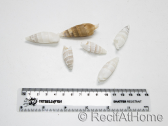5 Coquilles Cerithium vergatus pour bernard l'ermites