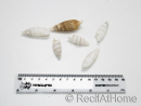 5 Conchas Cerithium vergatus para cangrejos ermitaños