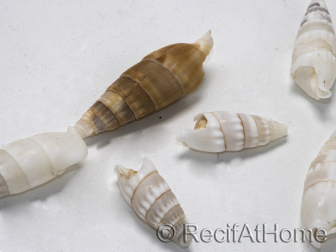 5 Coquilles Cerithium vergatus pour bernard l'ermites