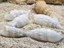 5 Cerithium vergatus shells for hermit crabs