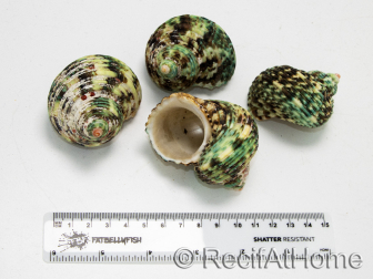 5 TURBO XL shells for hermit crab aquarium