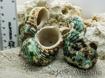 5 TURBO XL shells for hermit crab aquarium