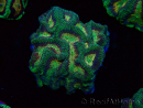 WYSIWYG - RAH Platygyra Medusa 22F1