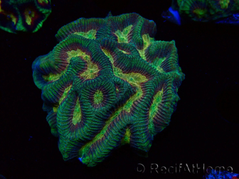 WYSIWYG - RAH Platygyra Medusa 22F2