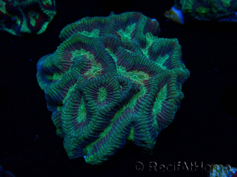 WYSIWYG - RAH Platygyra Medusa 22F2