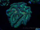 WYSIWYG - RAH Platygyra Medusa 22F2