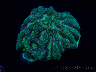 WYSIWYG - RAH Platygyra Medusa 22F3