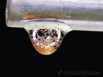 Artemia nauplii Live food 90 ml RAH