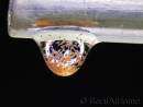 Naupli di artemia Cibo vivo 90 ml RAH