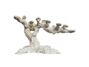 Long Reef Baum M PoseidonArtFelsen