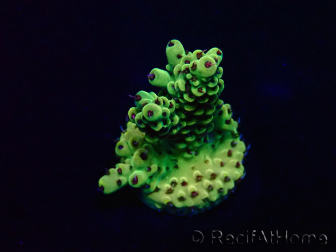 WYSIWYG Acropora Geacclimatiseerde maricultuur LED