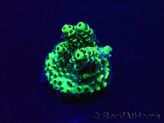 WYSIWYG Acropora acclimatata a LED