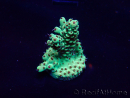 WYSIWYG Acropora Geacclimatiseerde maricultuur LED