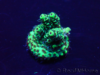 WYSIWYG Acropora acclimaté led
