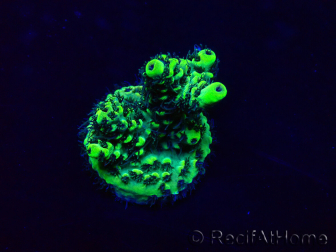 WYSIWYG Acropora Marikultur akklimatisiert LED